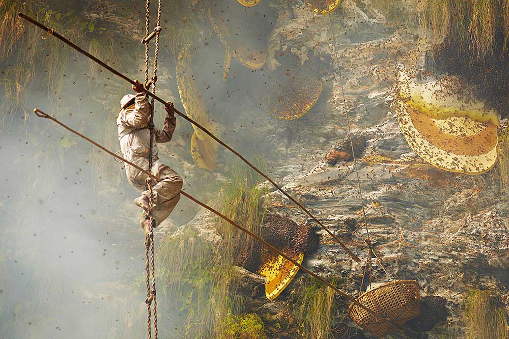 Honey-Hunting-nepal-2019bh